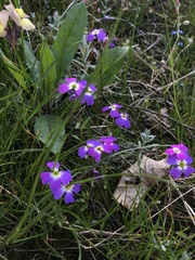 Malcolmia maritima