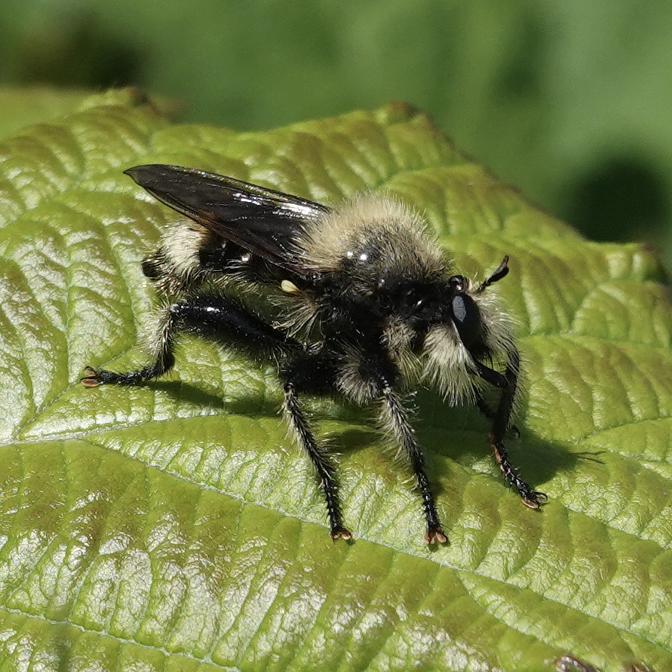 Columbia Laphria