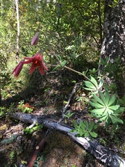 Lilium bolanderi