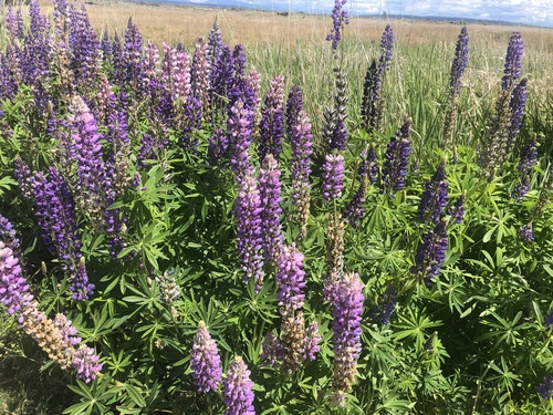 Lupinus polyphyllus