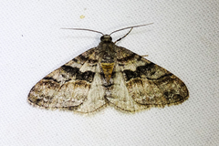 Prionomelia
