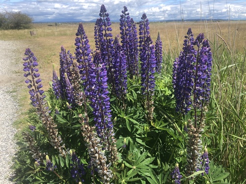 Lupinus polyphyllus
