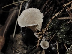 Rhizocybe albida