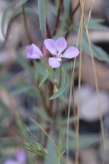 Clarkia modesta