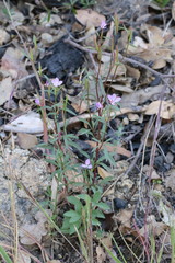 Clarkia modesta