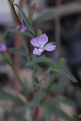 Clarkia modesta