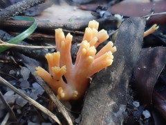 Ramaria anziana