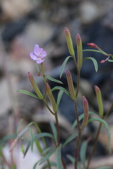 Clarkia modesta