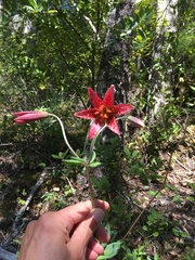 Lilium bolanderi