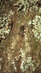 Brachyderes lusitanicus