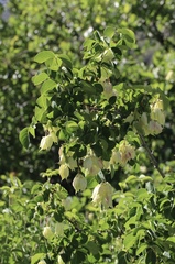Staphylea bolanderi