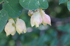 Staphylea bolanderi
