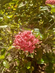 Ixora coccinea