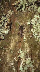 Brachyderes lusitanicus