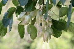 Staphylea bolanderi