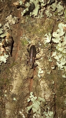 Brachyderes lusitanicus