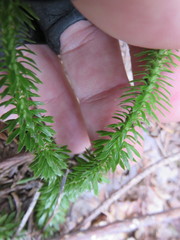 Huperzia lucidula image