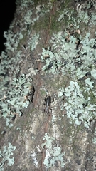 Brachyderes lusitanicus