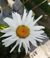Argyranthemum frutescens frutescens