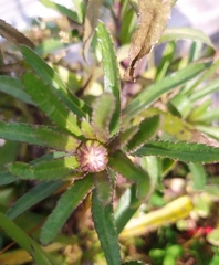Argyranthemum frutescens frutescens