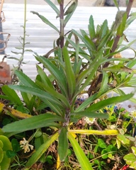 Argyranthemum frutescens frutescens