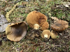 Cortinarius clandestinus