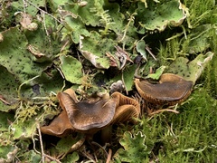 Cortinarius clandestinus