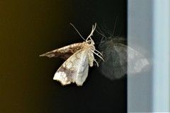 Nematocampa resistaria