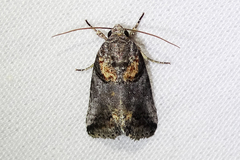 Aleptina