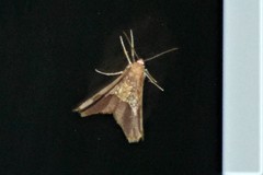 Nematocampa resistaria