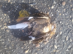 Nyctidromus albicollis