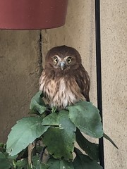 Glaucidium peruanum