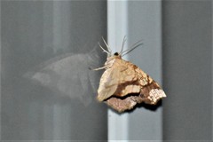Nematocampa resistaria