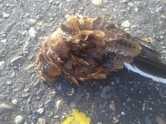 Nyctidromus albicollis