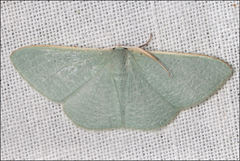 Prasinocyma ocyptera