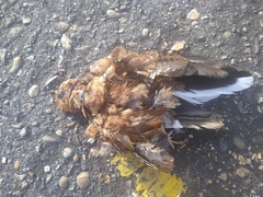 Nyctidromus albicollis