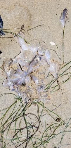 photo of Purple-striped Sea Nettle (Chrysaora colorata)