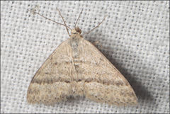 Scopula lydia