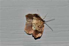 Nematocampa resistaria