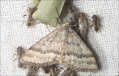 Scopula lydia