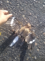 Nyctidromus albicollis