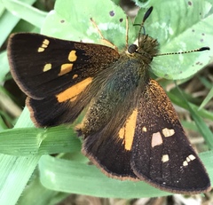 Dalla genes saleca
