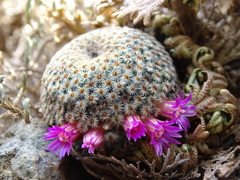Mammillaria huitzilopochtli huitzilopochtli