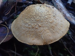 Cortinarius chrysopocos