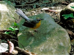 Basileuterus lachrymosus