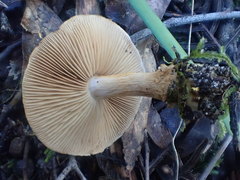 Cortinarius chrysopocos