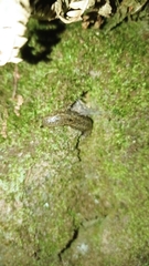 Geomalacus maculosus