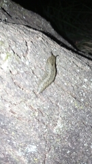 Geomalacus maculosus