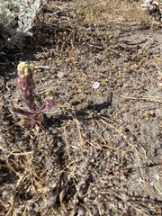 Castilleja exserta