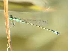 Ischnura evansi
